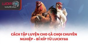 cách tập luyện cho gà chọi